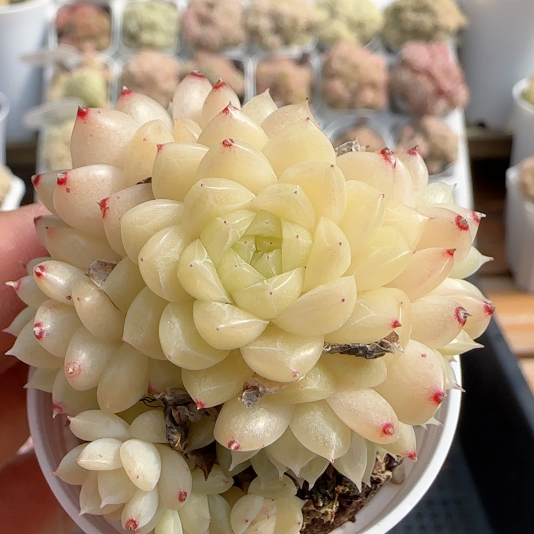 【闪购商品】0210-81油透麦杆