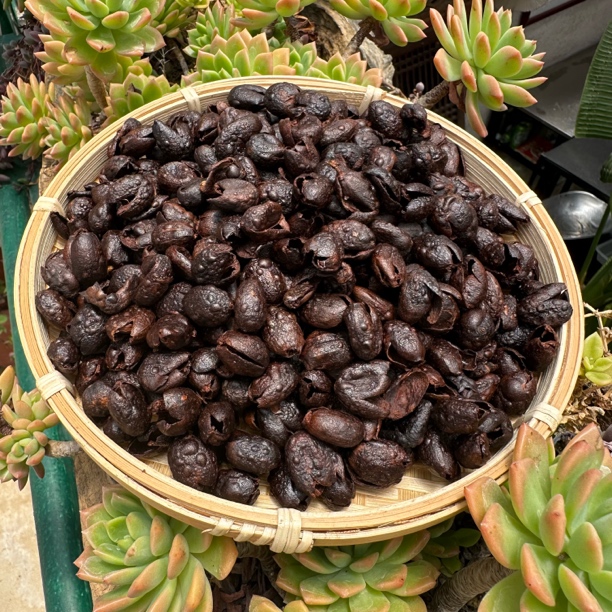 【云货心选】咖啡果皮茶