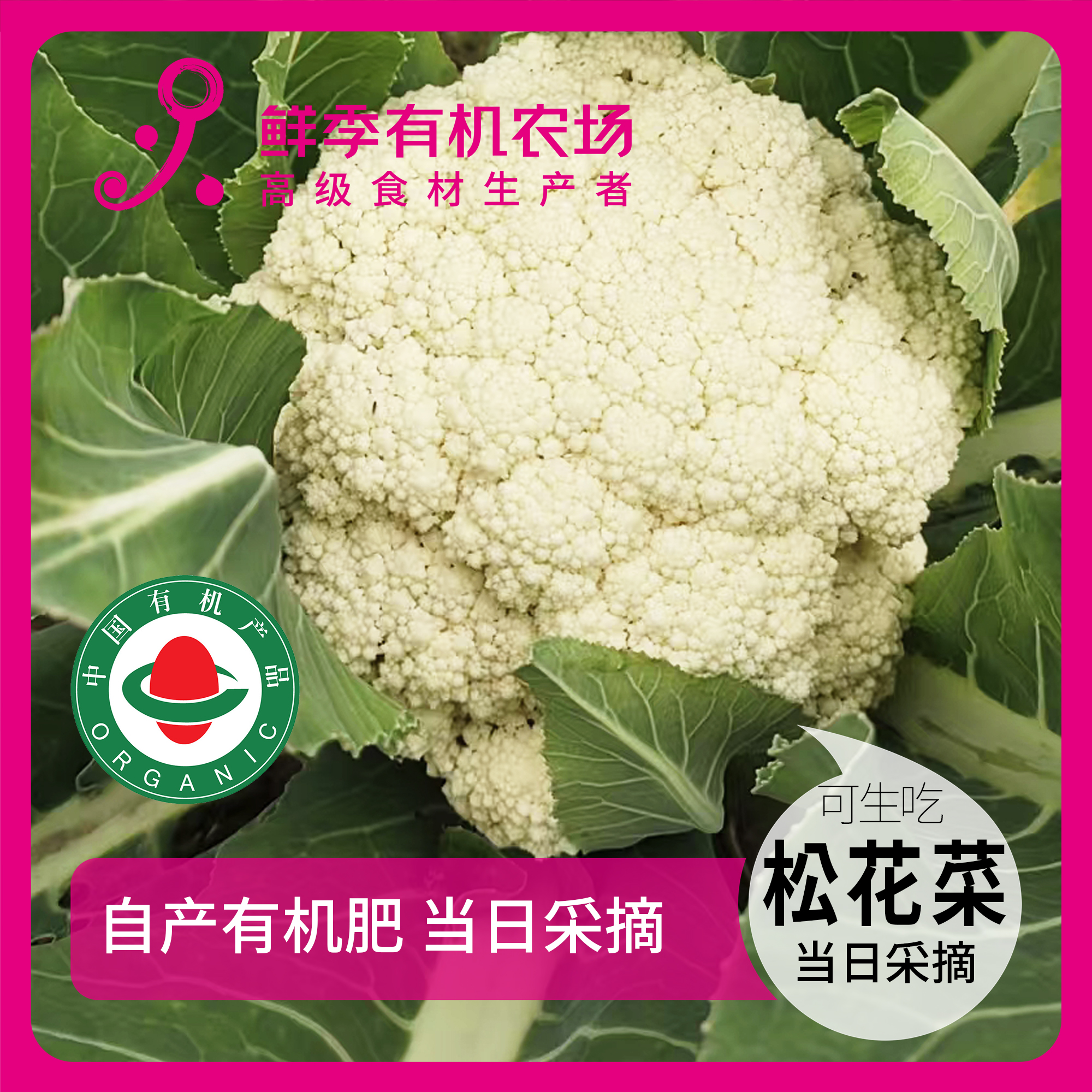 鲜季全自产 有机松花菜花菜300克 当日采摘 空运到家