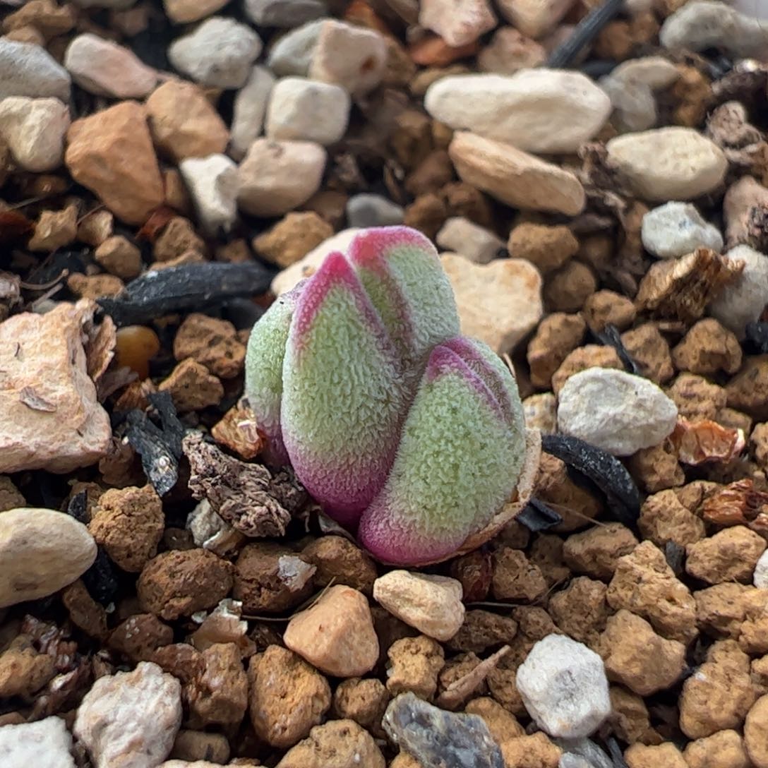 632多肉植物百科