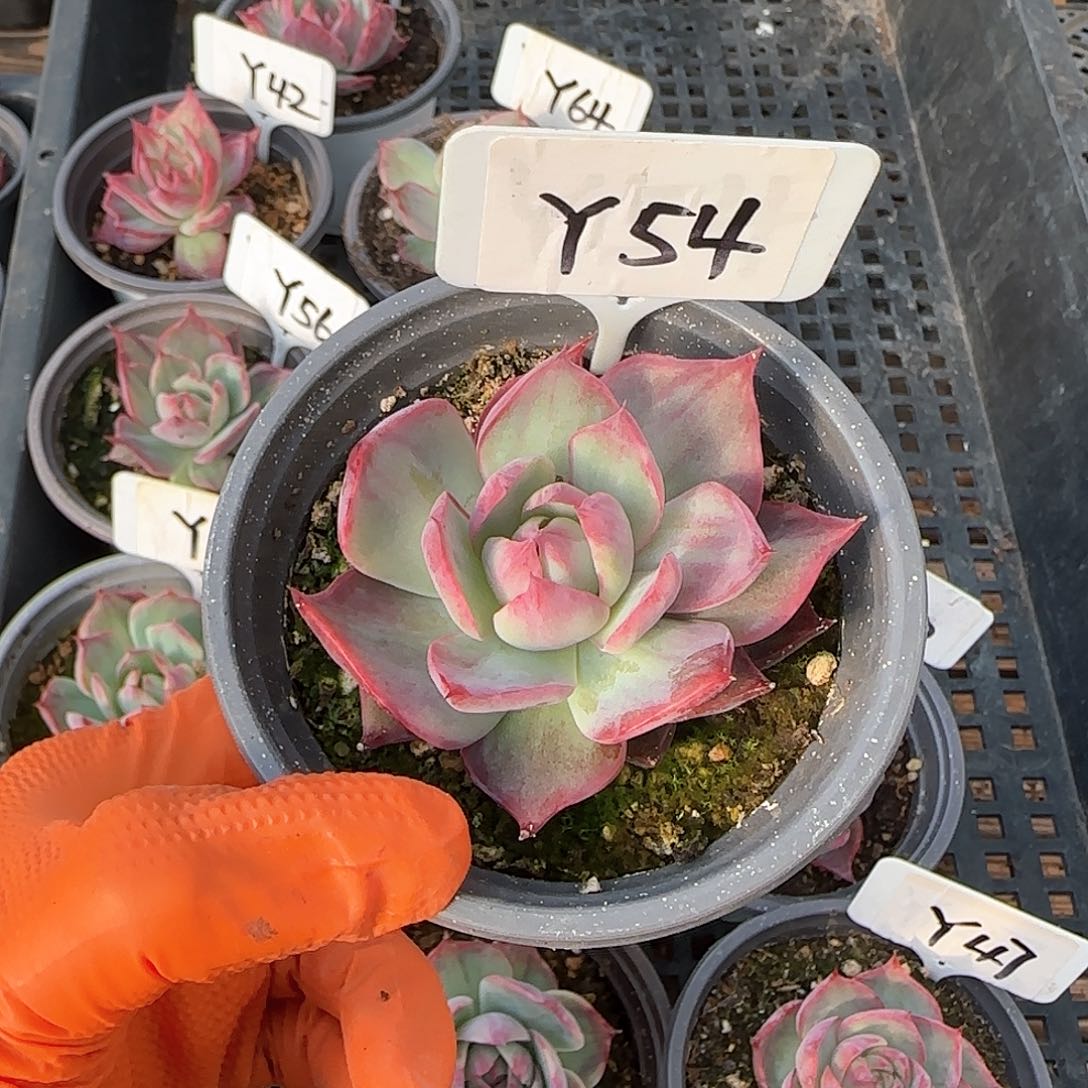 素***~Y54惊鸿单头多肉