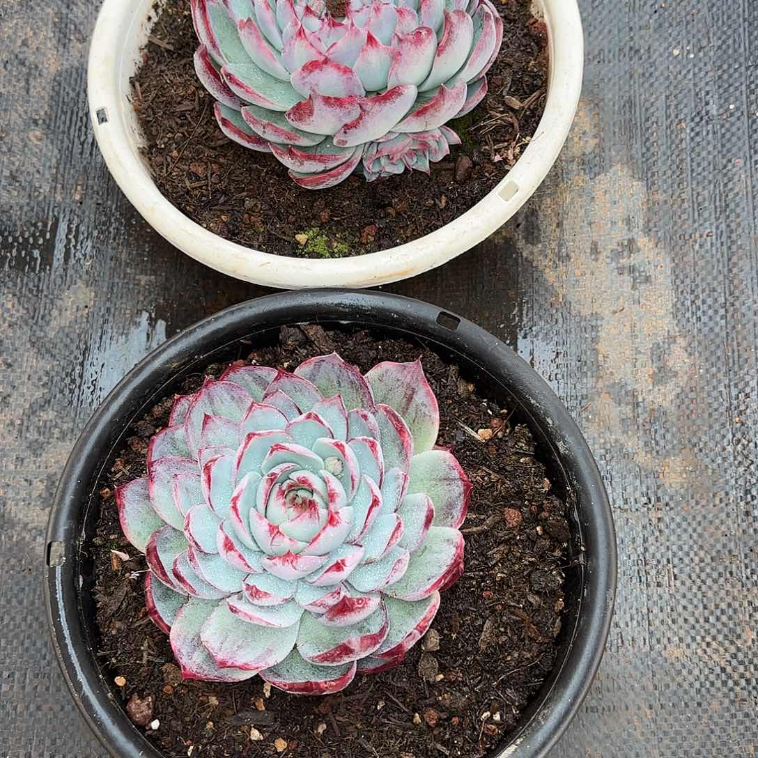 俊**（惊鸿仙子发货