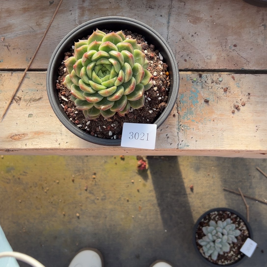 慈**王3021肉肉肉肉肉肉肉