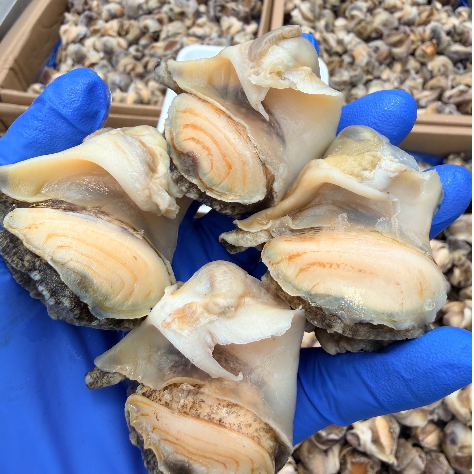 【渤海湾大海螺头肉】个大肉嫩 新鲜度好 可以凉拌可以包饺子
