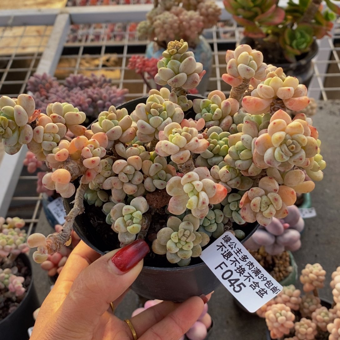 腰子罗琦045/10cm的肉