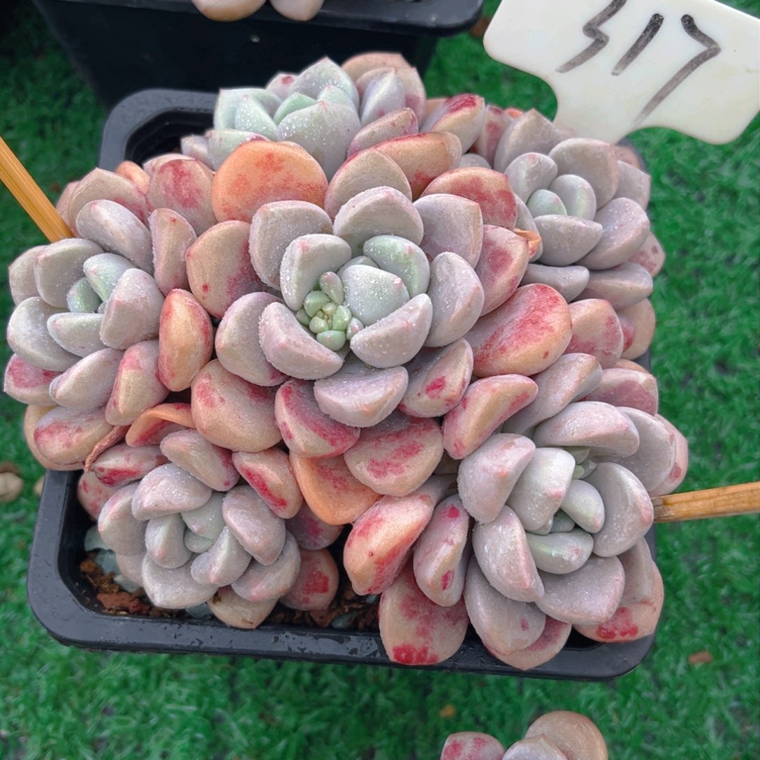 锦**花317fghhjjjhjjj