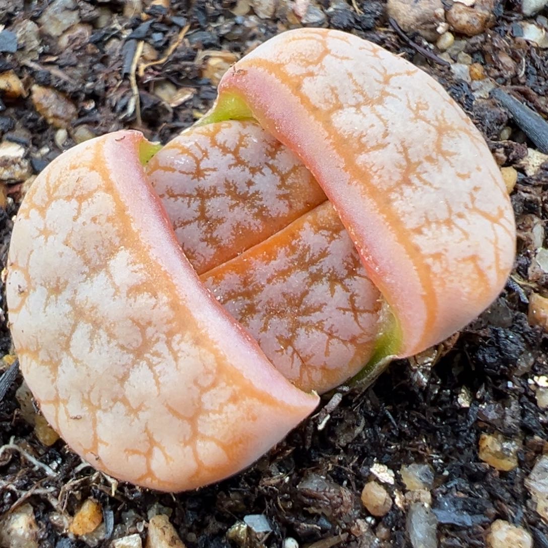 2.8好看的多肉969