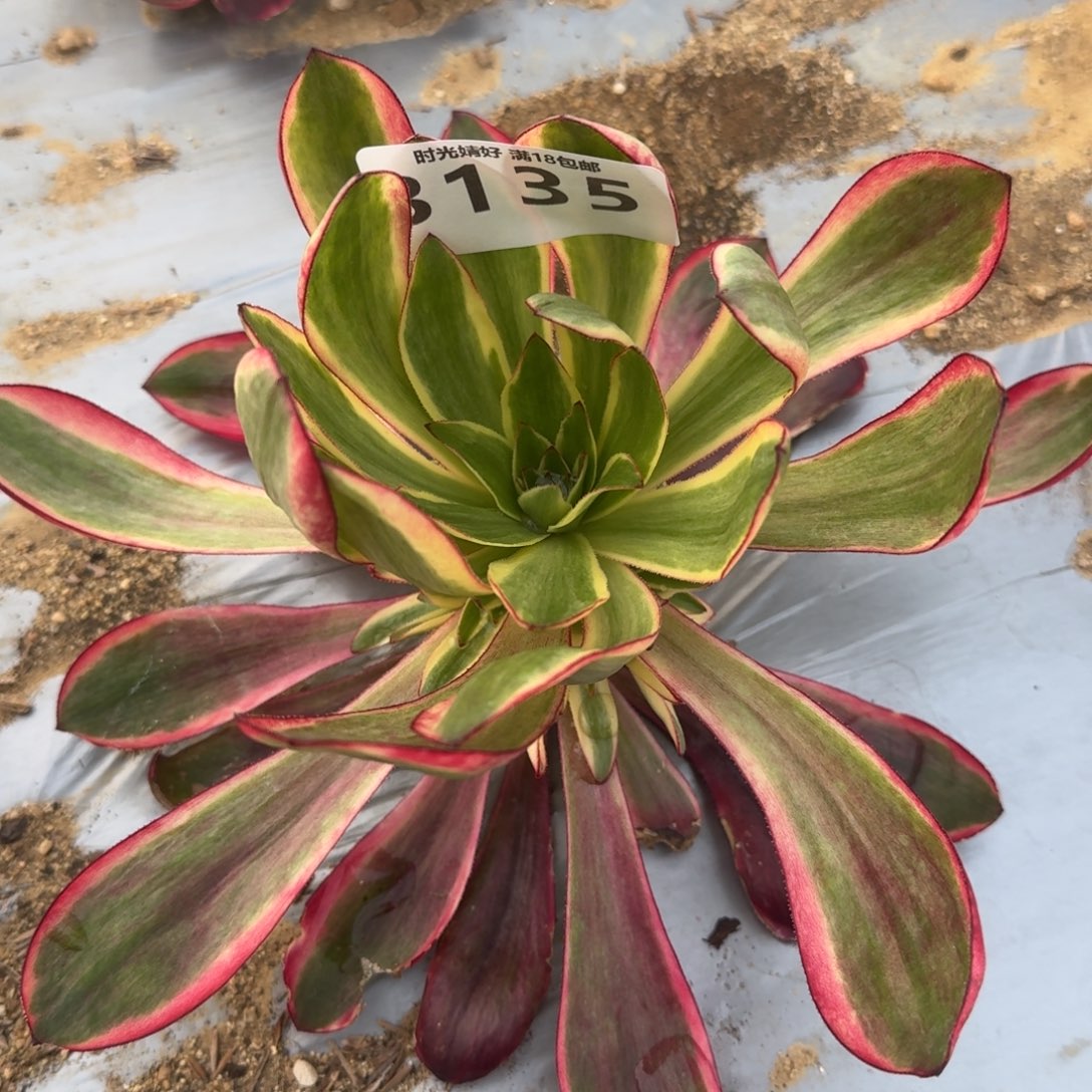 3135红魔女多肉植物