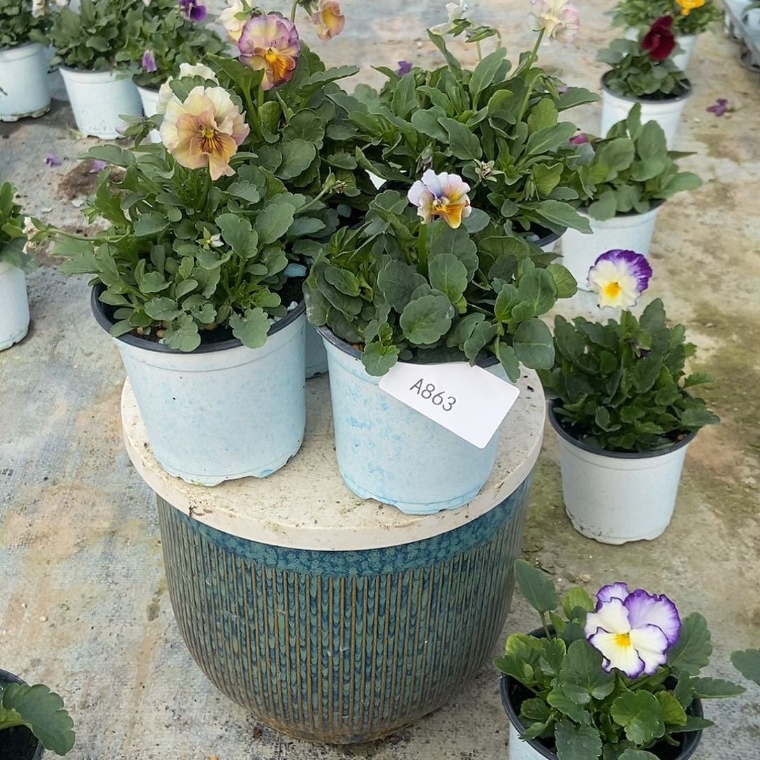 大部分花苞少量开放863