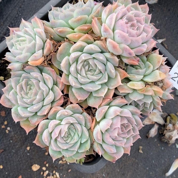 2048杂交老桩基地～13厘米