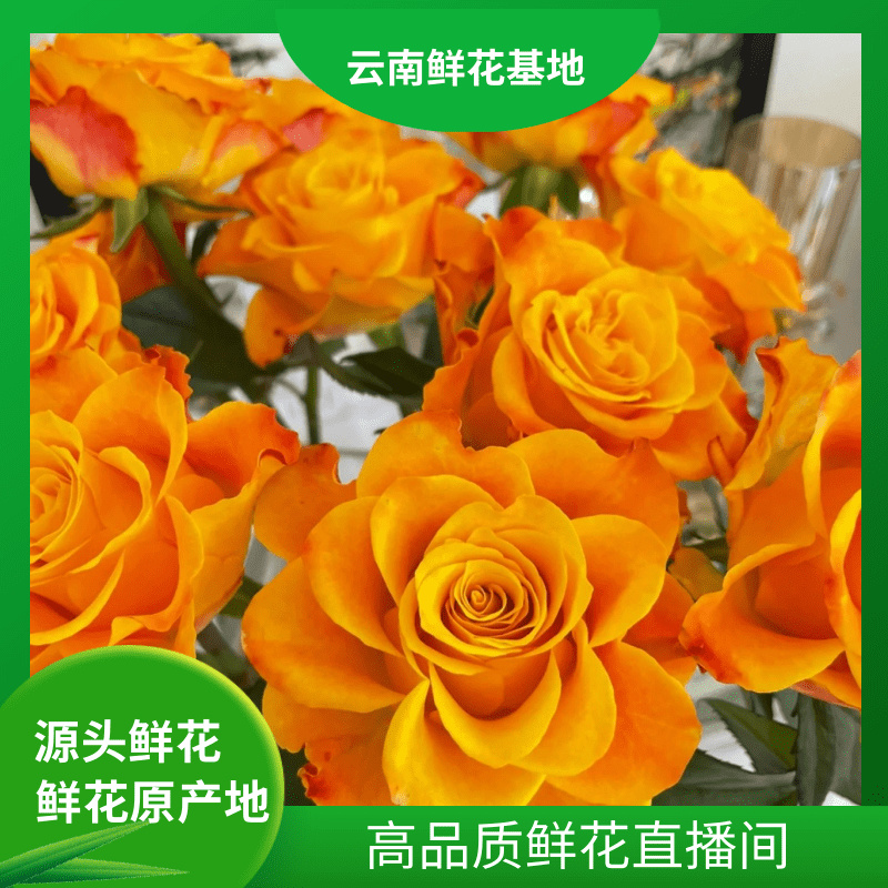 浪漫甄选【辉皇玫瑰】云南鲜花 任意两单升级冷链或空运到家