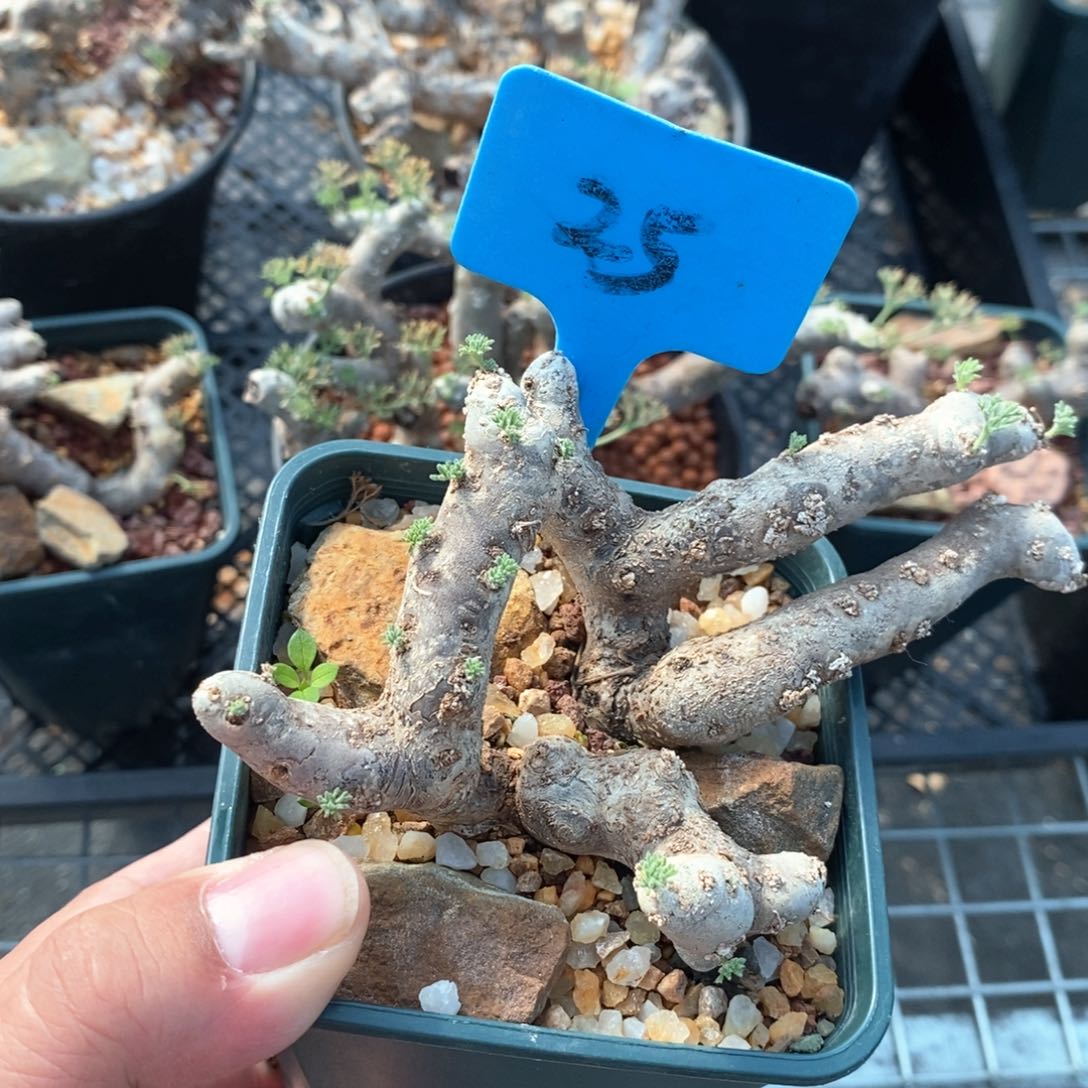 黑皮月界多肉植物