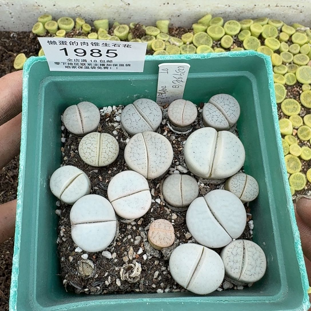 1985 哈哈哈哈哈哈哈哈哈