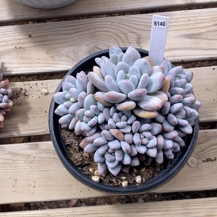 美*6140多肉一物一拍