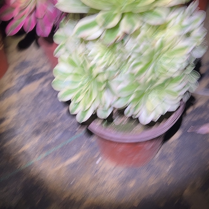 多肉法师植物链接10