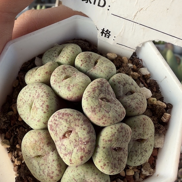 034。满38包邮肉锥