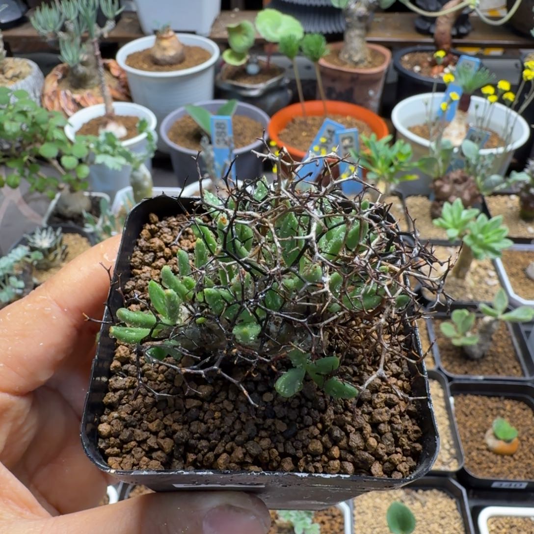 难***。钢丝球万物想346 仙人球