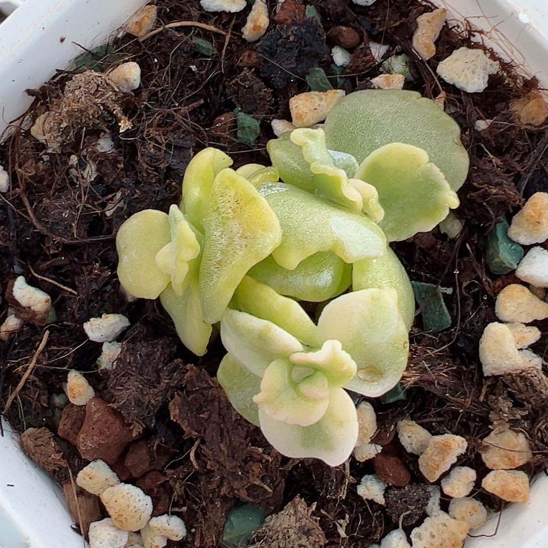 芭蕾舞者锦叶插苗，三头带锦