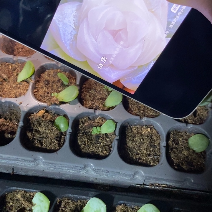 白奈芽苗一个多肉