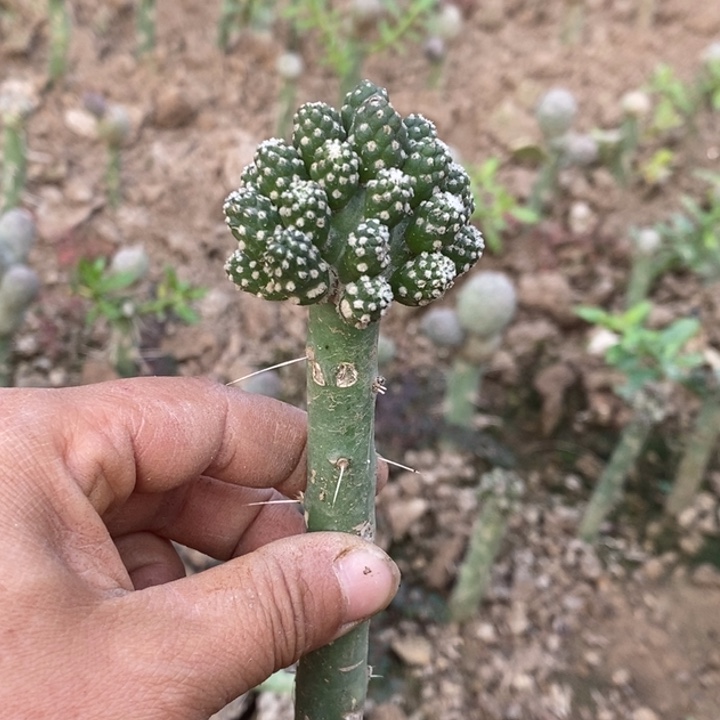 大青叶嫁接小型足球群一颗给好评
