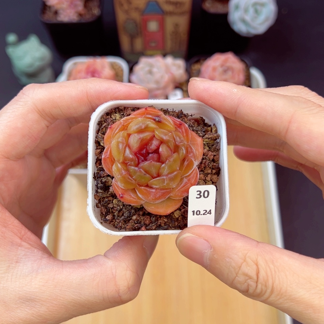 红恋30、哈哈哈哈哈