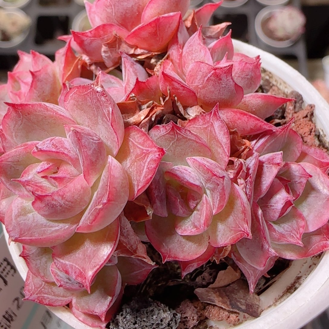 花语多肉1202-171散