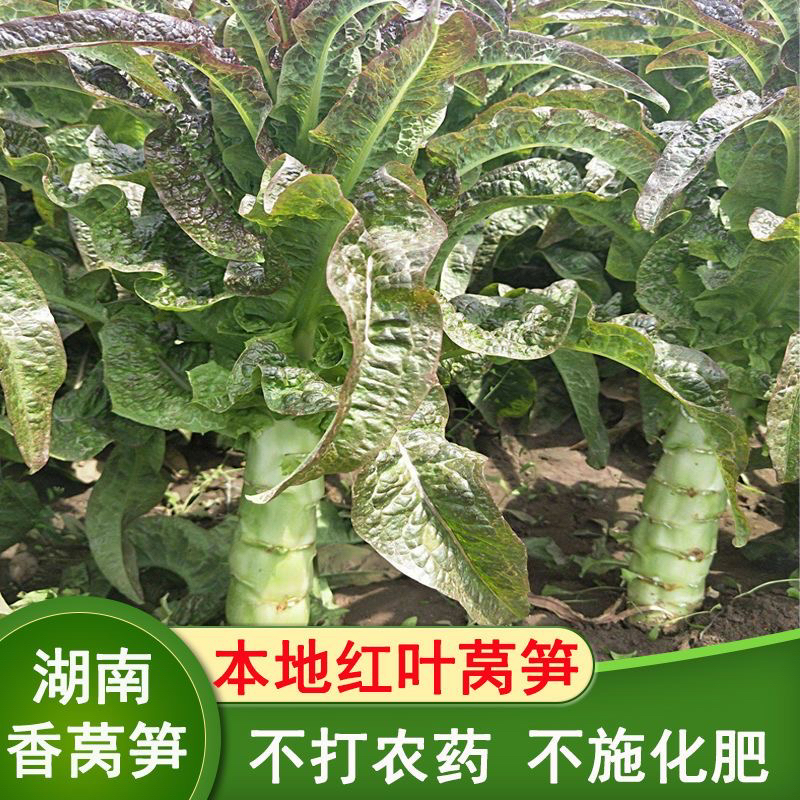 露天种植新鲜紫叶莴笋农家自种现摘现发当季时令蔬菜