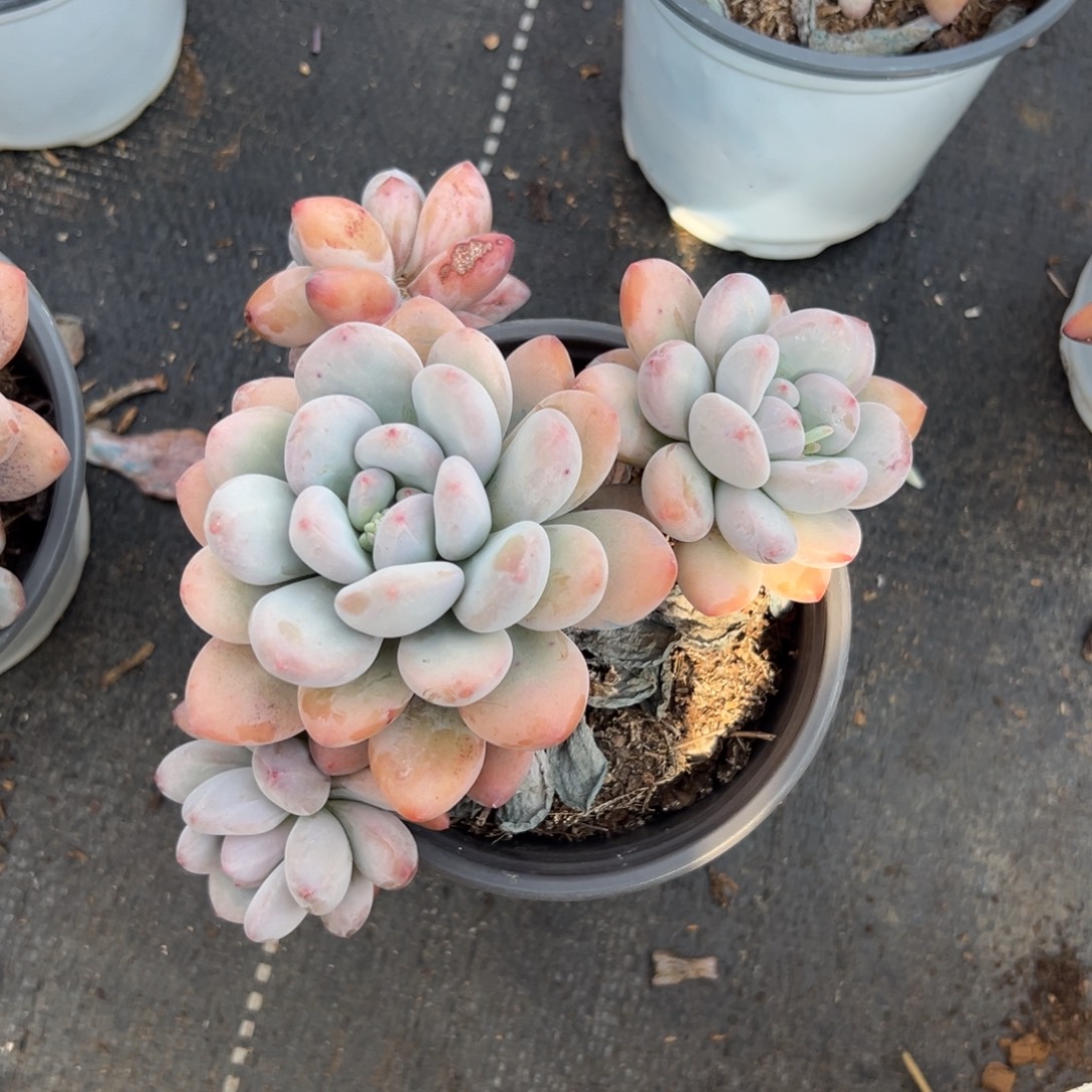 多肉韩系香水【非偏远满18包邮】