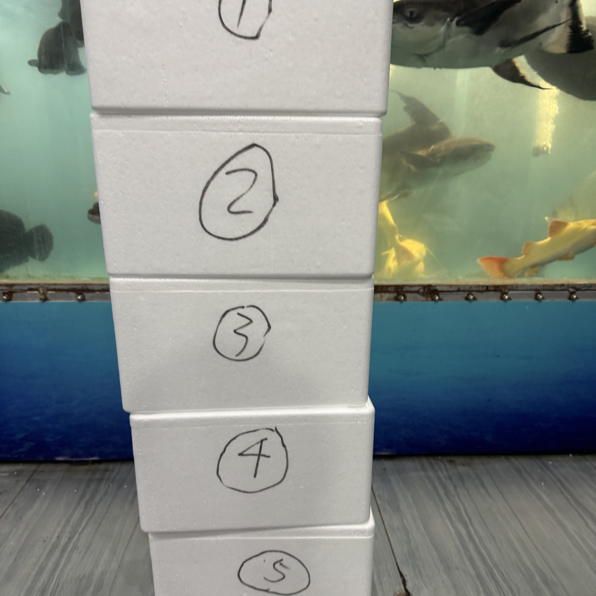 盲盒猛鱼观赏鱼不退不换