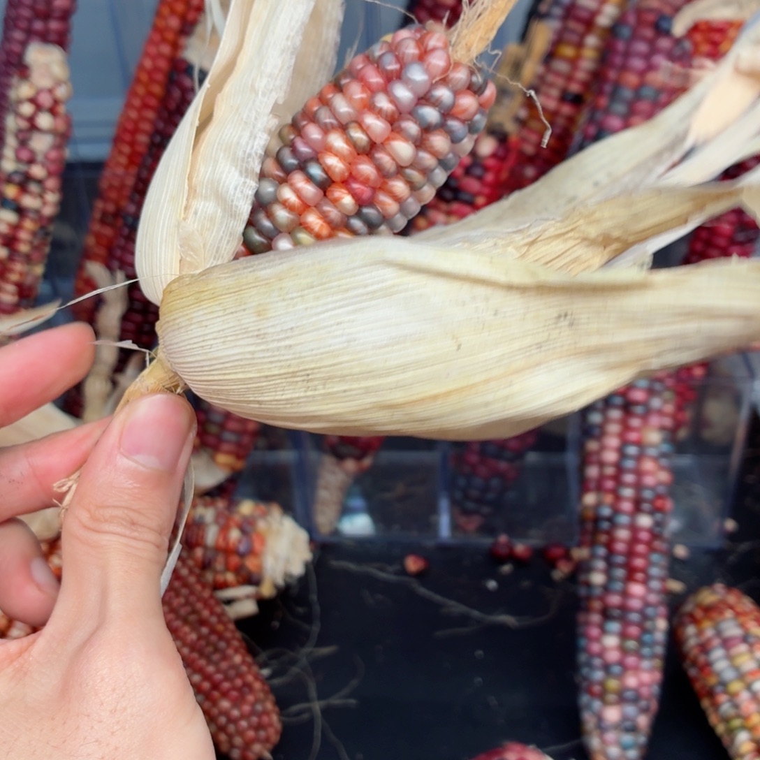 艾***雨吊坠白玉菩提文玩精品文玩精品