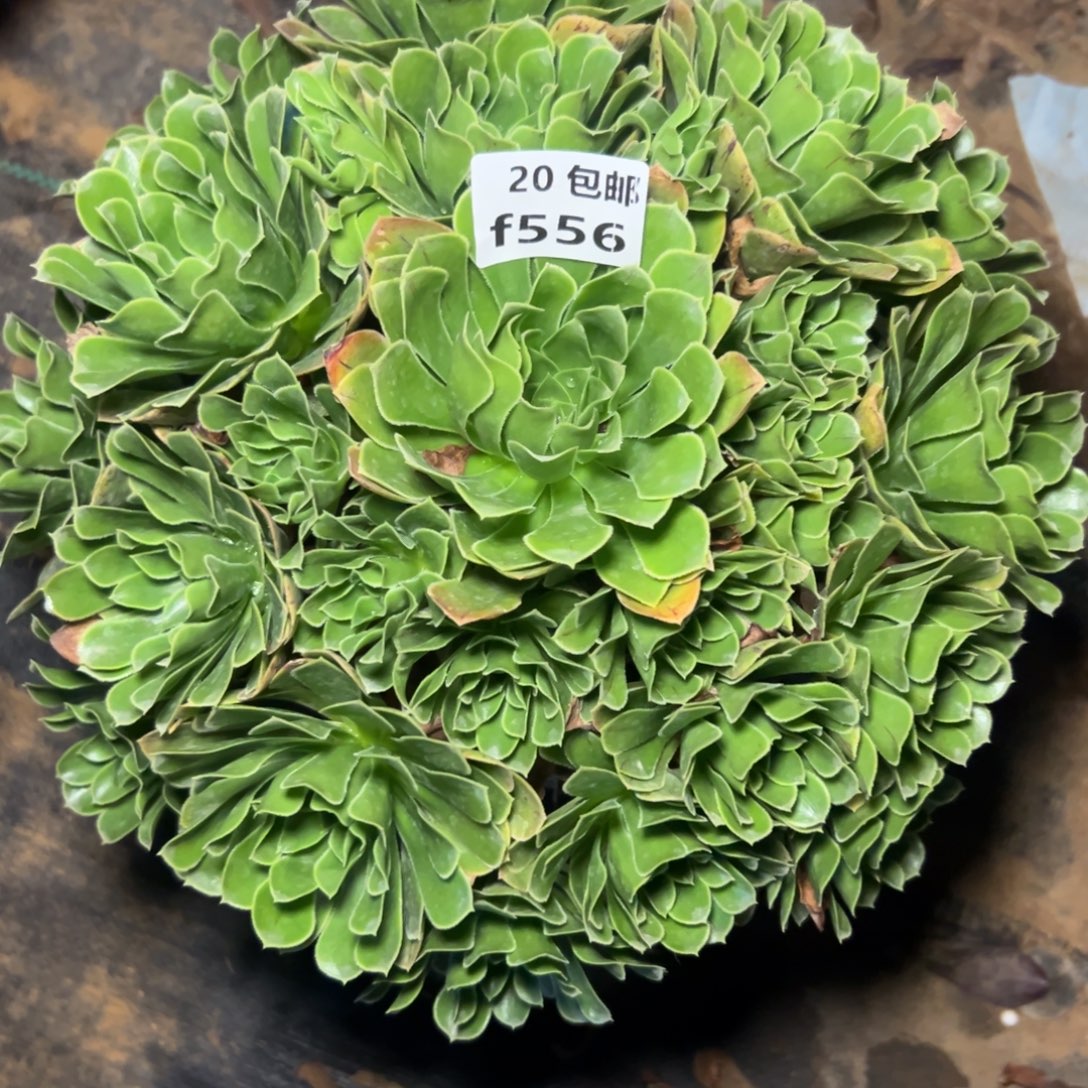 556绿色心情，满20包邮嘟叮熊