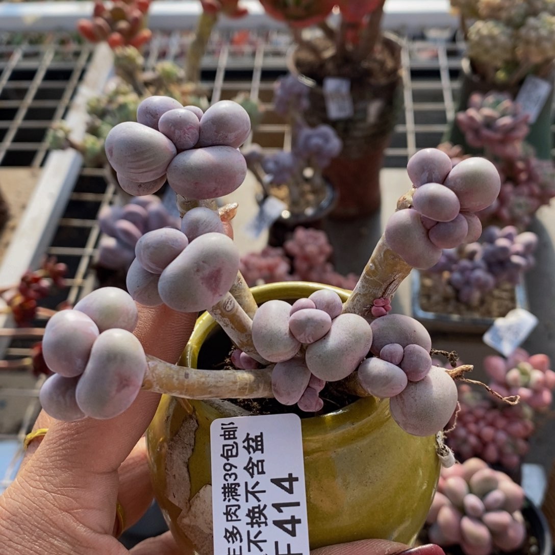 芭比奶酪414/9c m