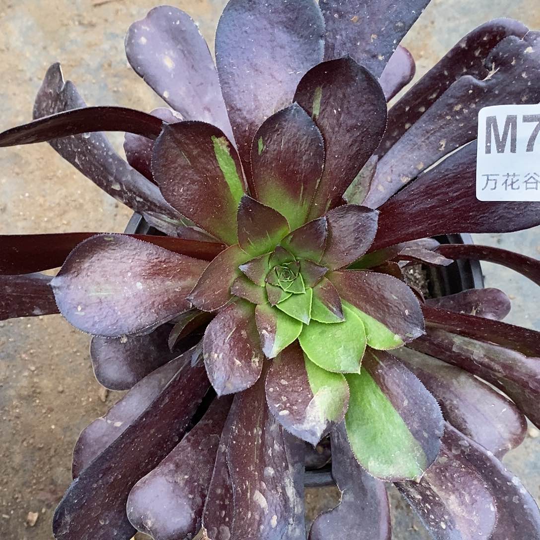 796欧若拉多肉植物