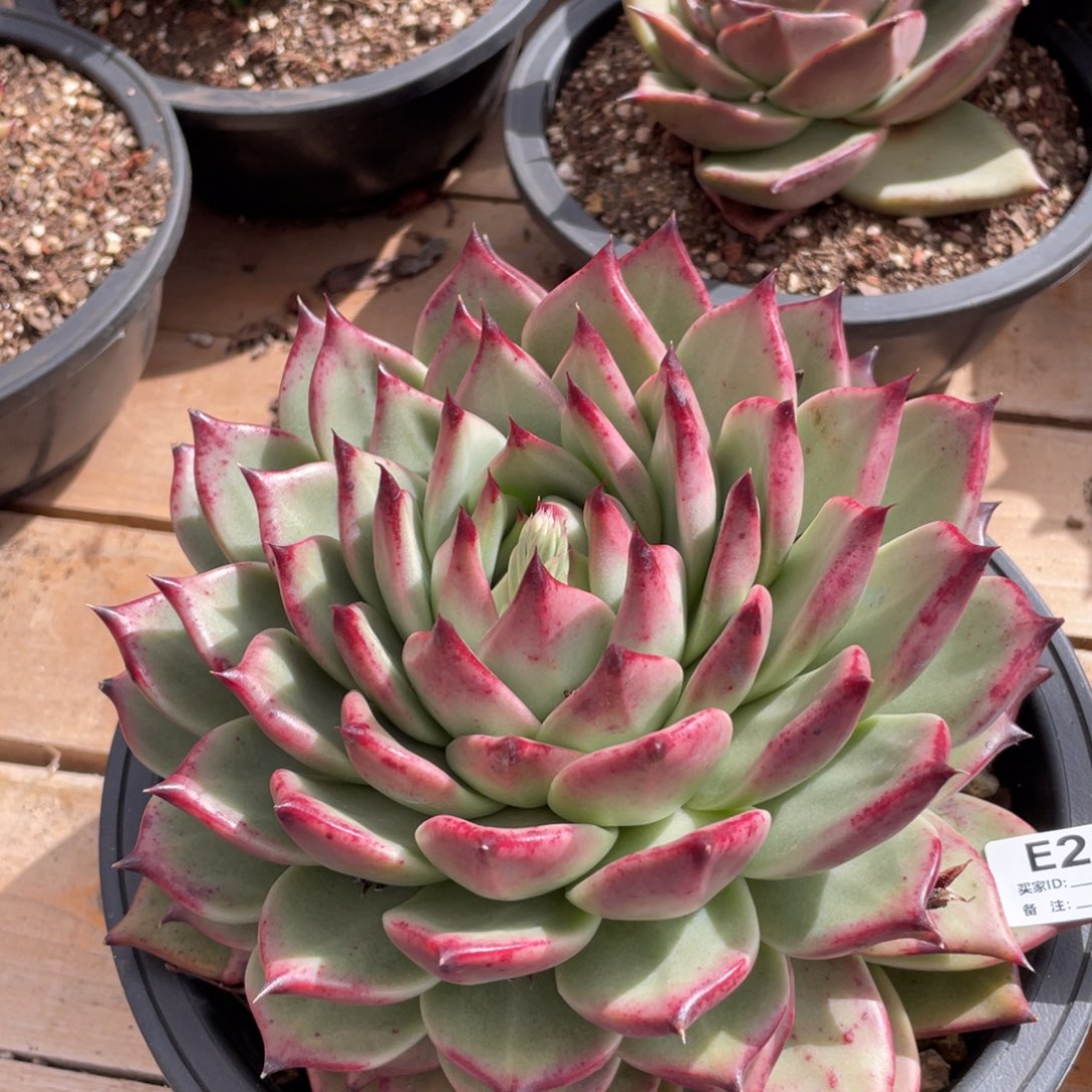 无花朵若如东云单拍E280