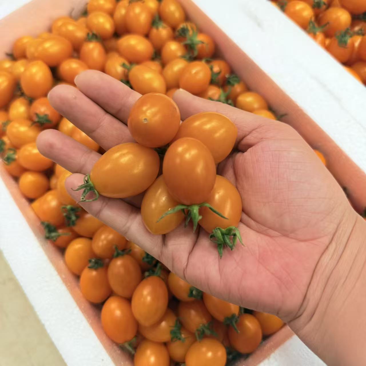 【黄珍珠柿子】黄珍珠柿子新鲜采摘应季水果顺丰包邮