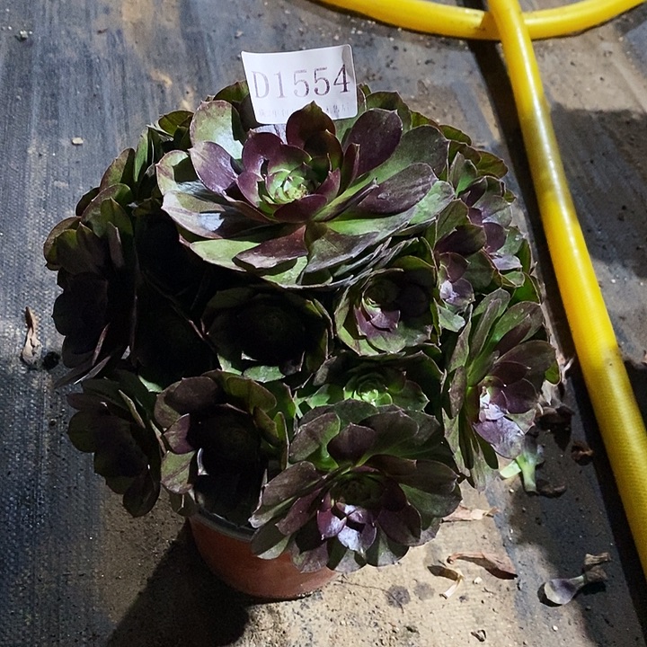 1554黑牡丹多肉植物