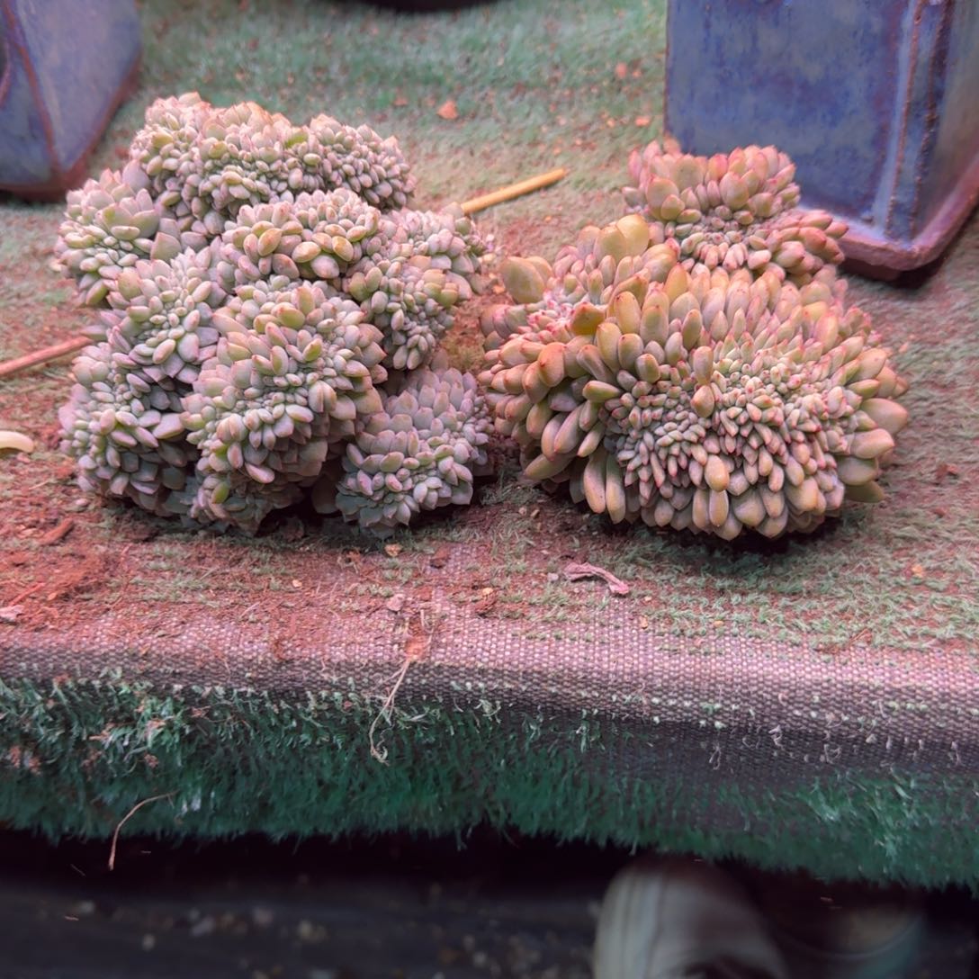 G***霞星影缀化多肉专拍