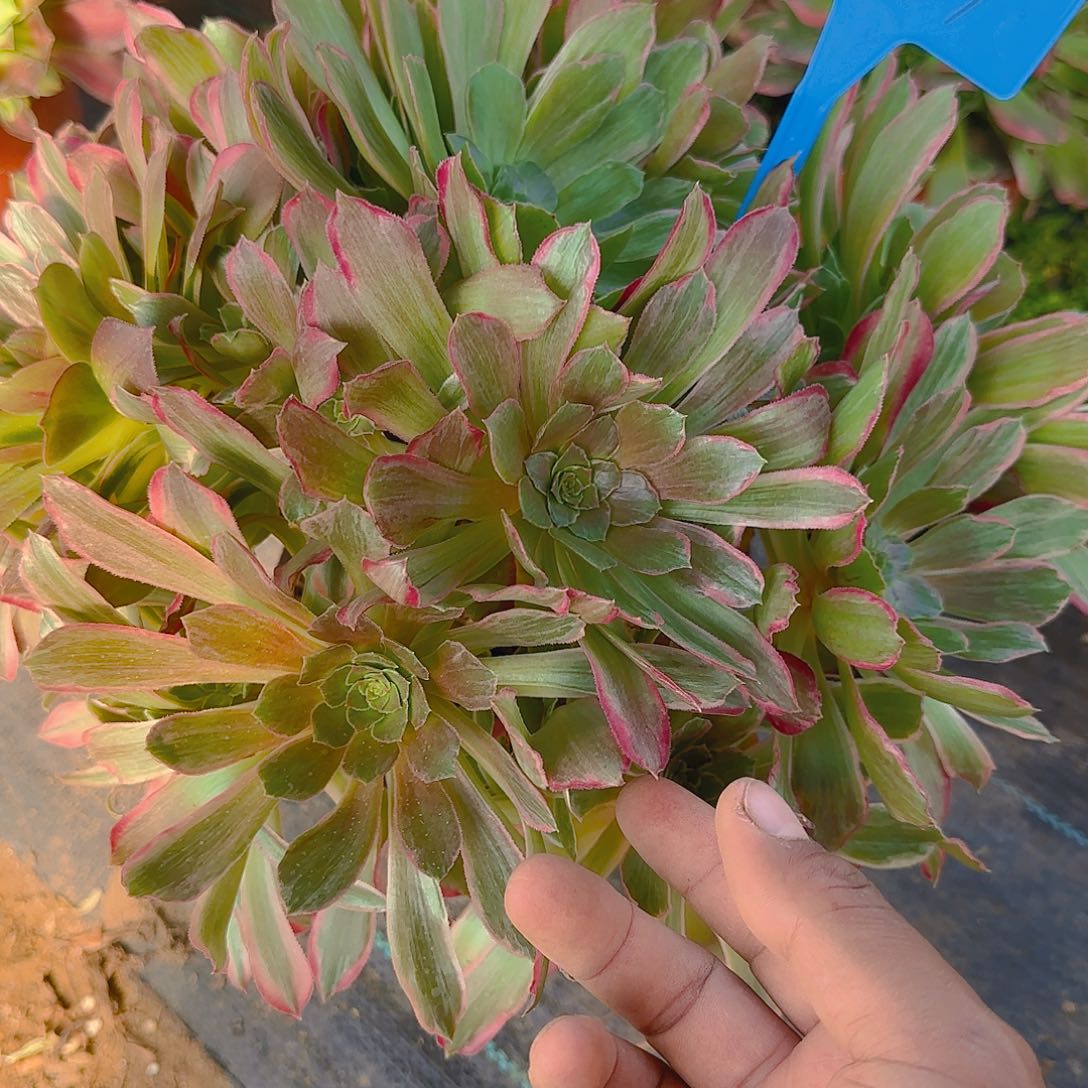 1047浣纱多肉哦哦哦哦哦