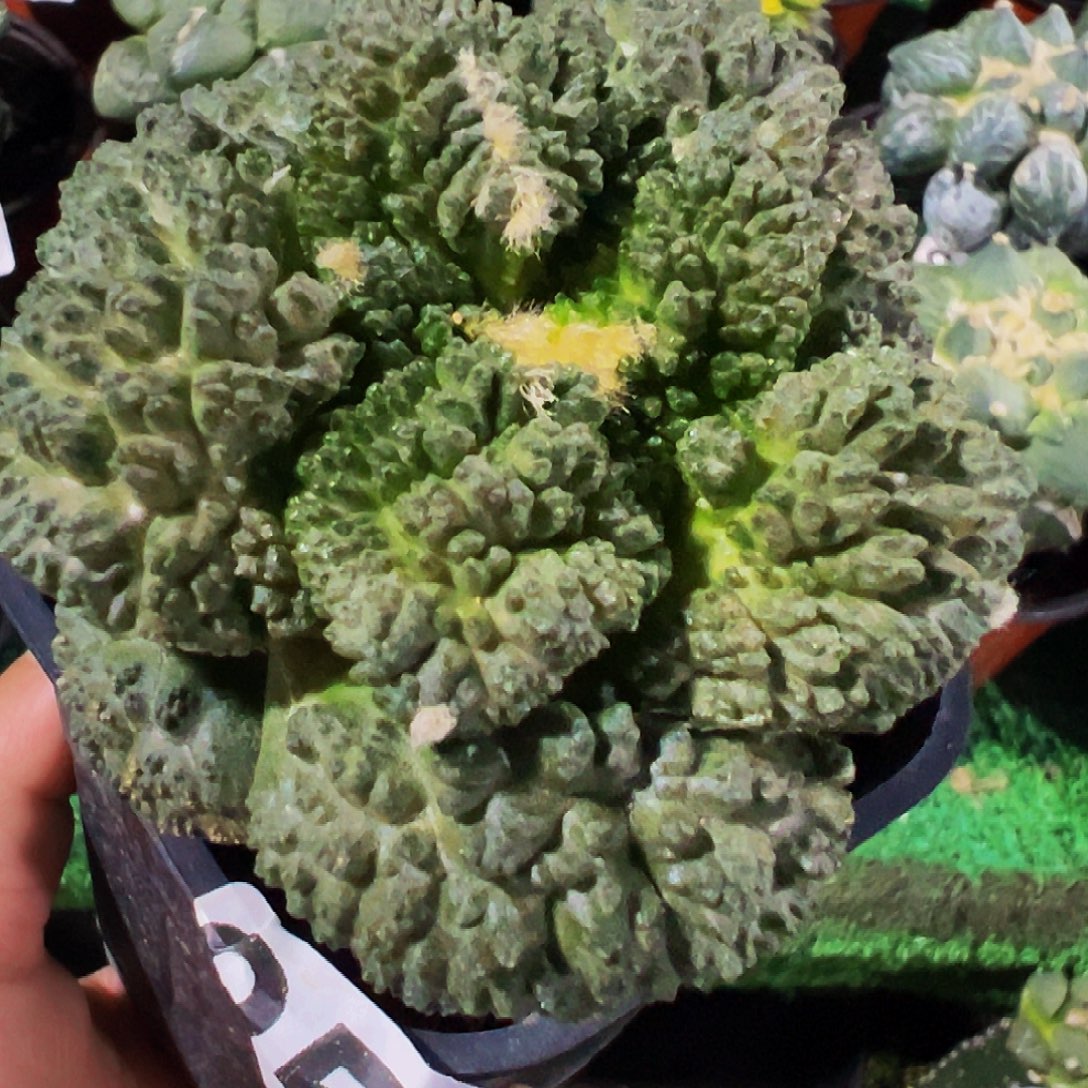 无花朵福利大尤哥斯拉牡丹257