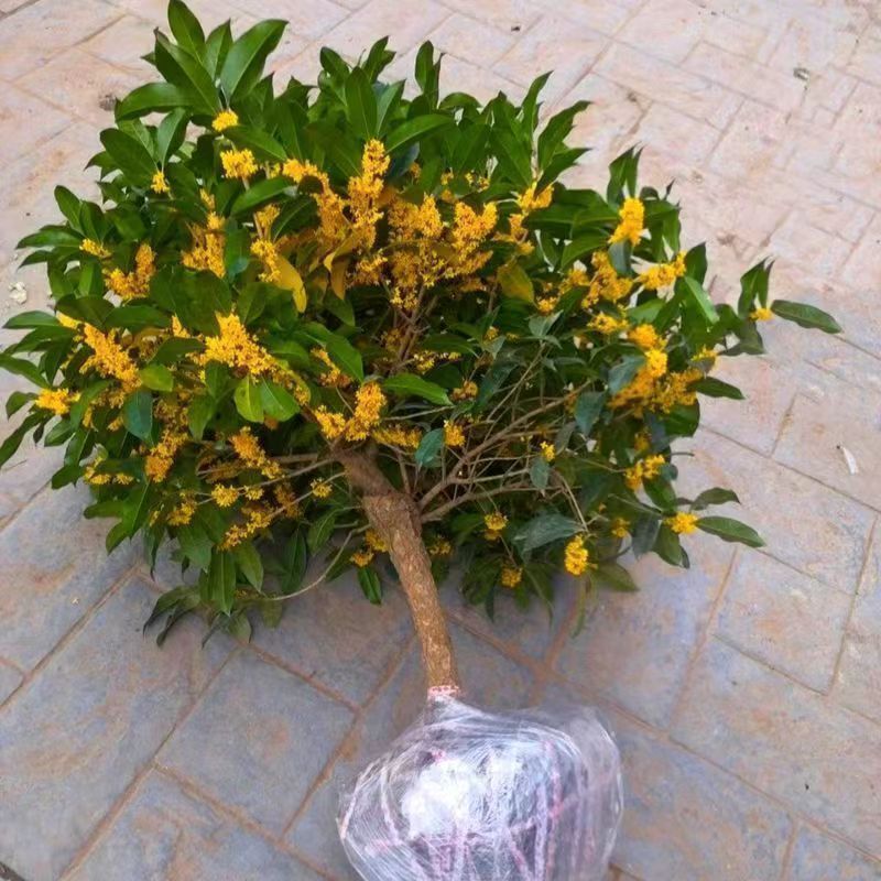 桂花四季桂丹桂金贵盆栽地栽