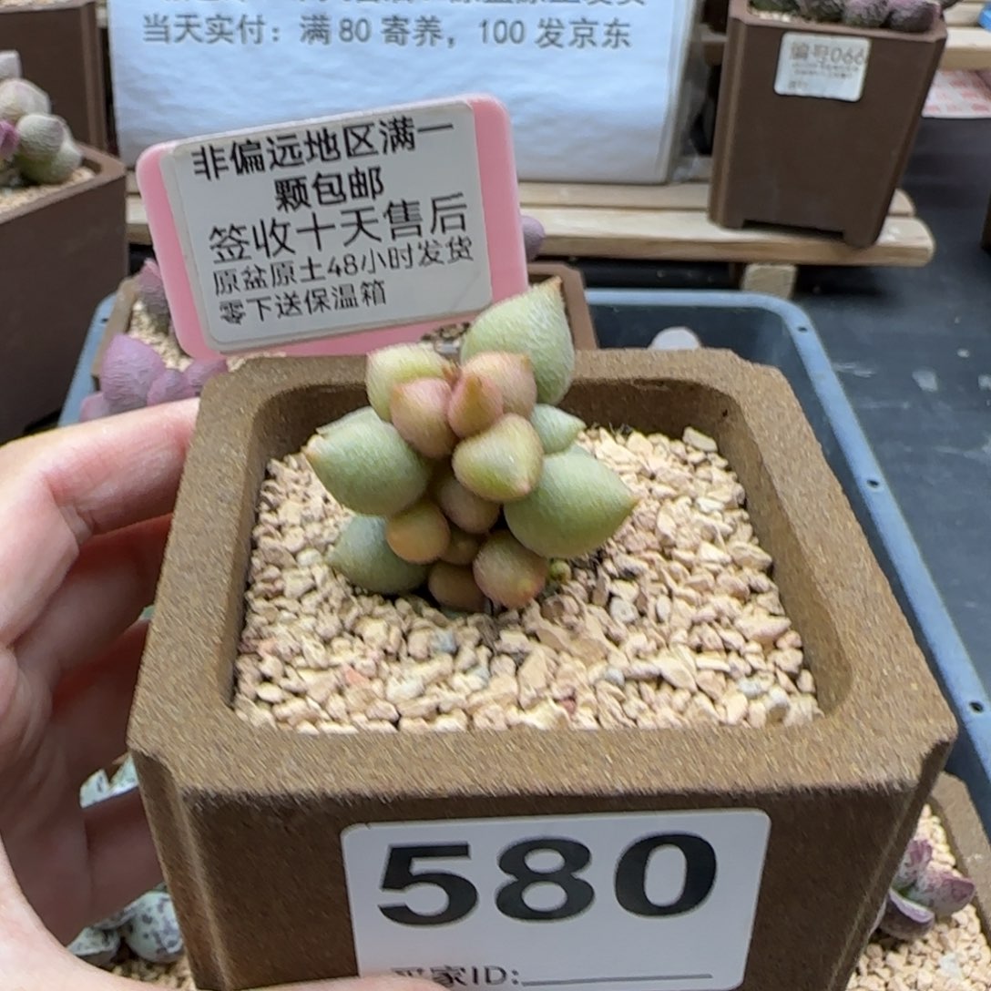 580小辣椒多肉植物