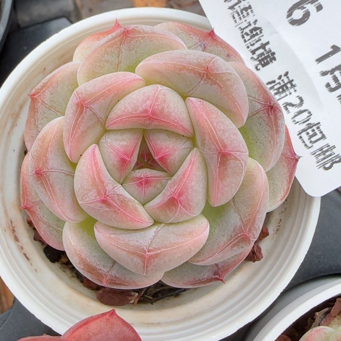 花语逸镜0127-576