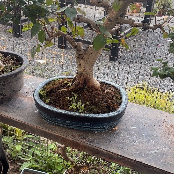 一***舟无花朵哈哈哈哈哈哈好