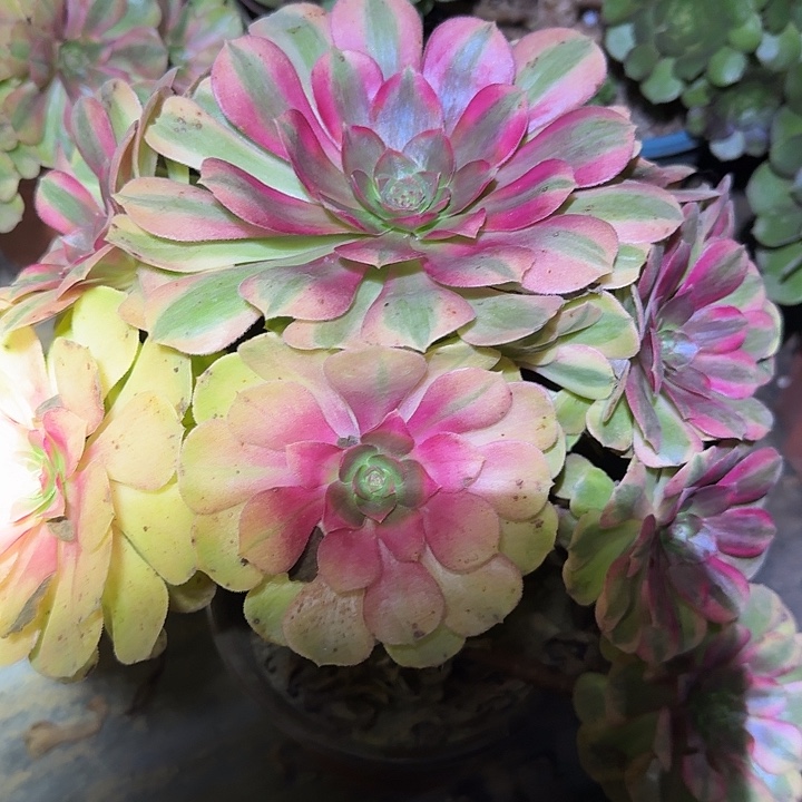 雨荷老桩尾货亏本福利50