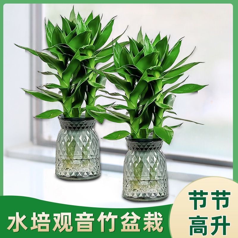 基地直发【2盆装】观音竹水培植物盆栽客厅办公室富贵竹水养绿植