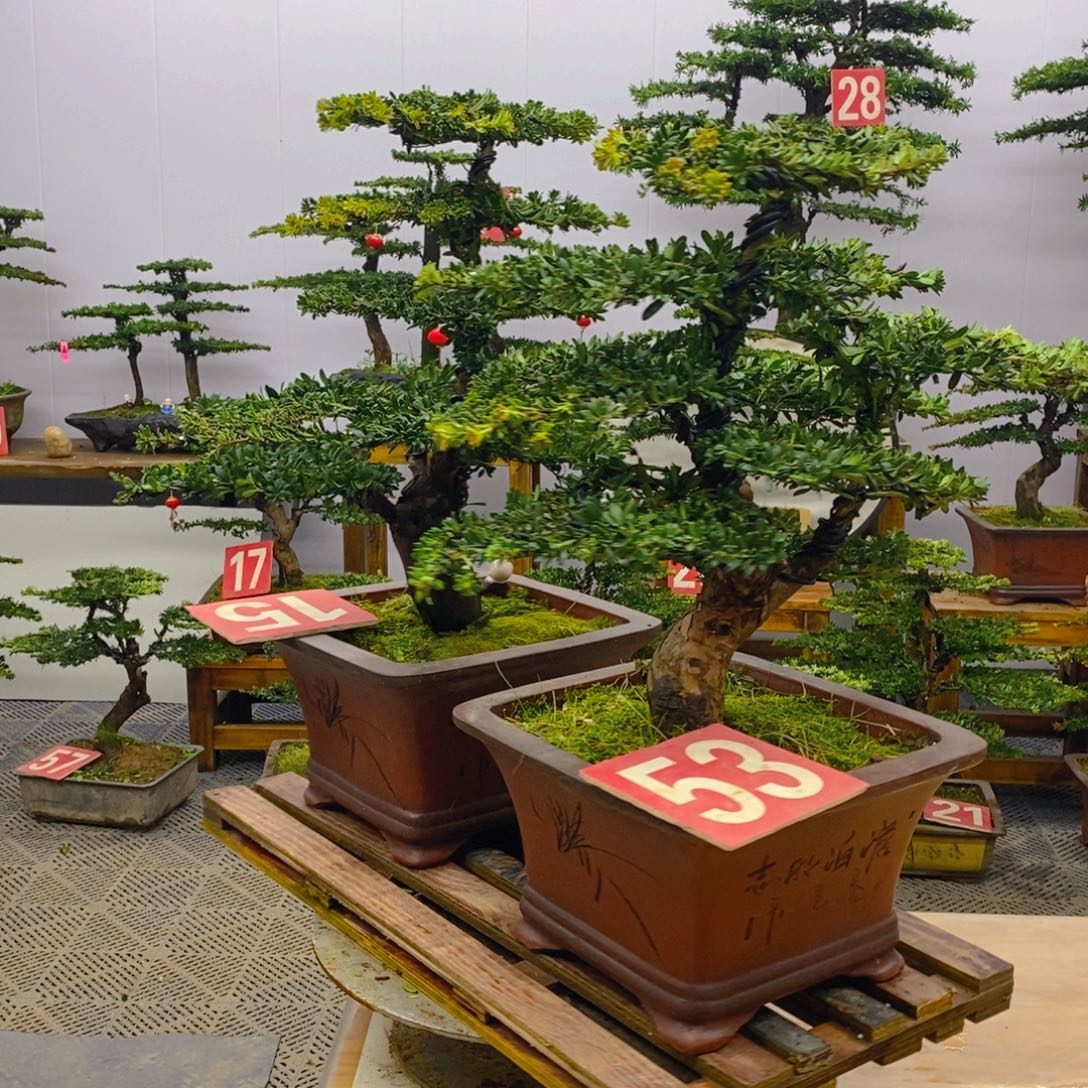 完全开放罗汉松盆景两棵