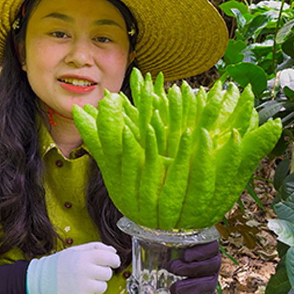 佛手柑水培绿植清供观赏闻香风水摆件香气怡人观果花卉