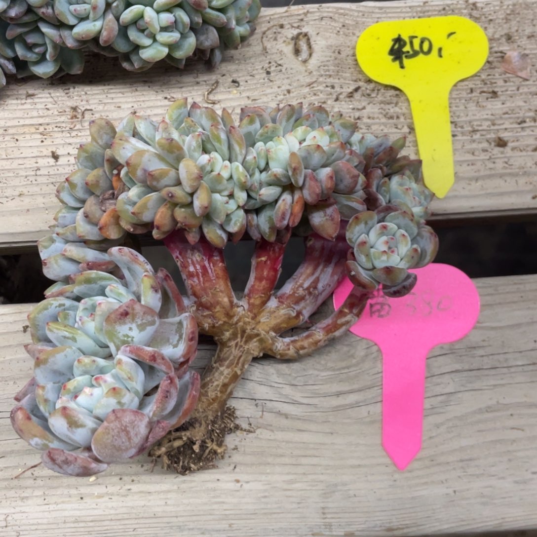 蕾***石榴子星影缀化蕾