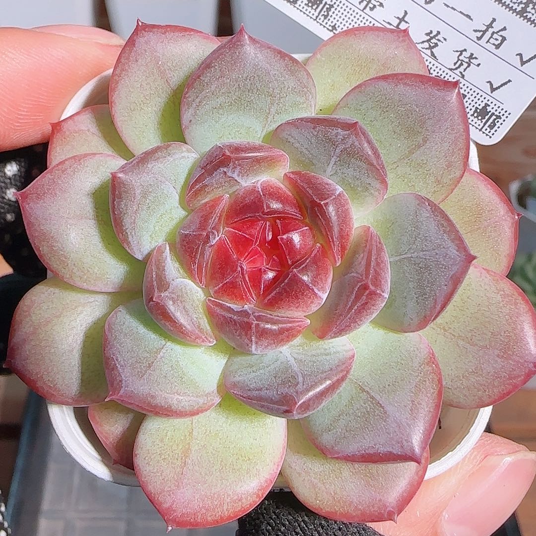 多肉1102--90福利