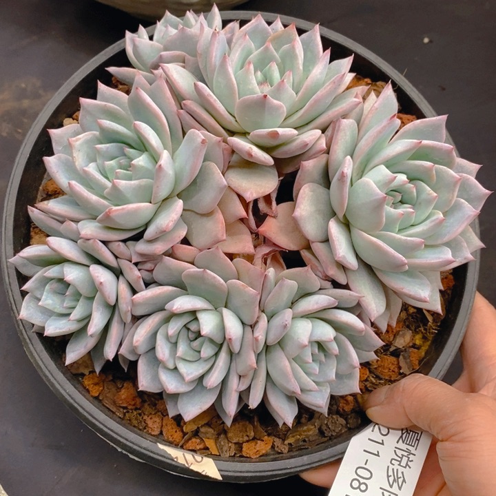 夏悦多肉0211-81粉蓝鸟